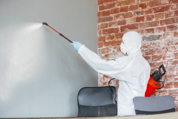 Best Mold Damage Restoration  in Midway South, TX